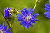 Flores brillantes de achicoria. naturaleza | Foto de stock