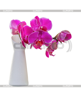 Rosa orquídea | Foto de alta resolución |ID 4112280