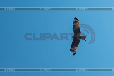 Vuelo de pájaro cometa negro | Foto de alta resolución |ID 7503883