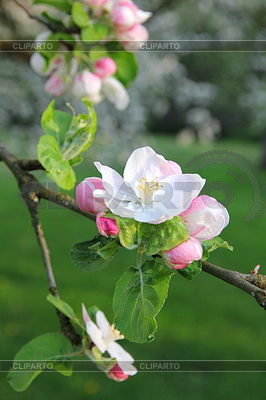 Apple-Blüten im Frühjahr | Foto mit hoher Auflösung |ID 4294250