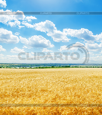 Golden color field with wheat and low clouds in blu | High resolution stock photo |ID 4475492