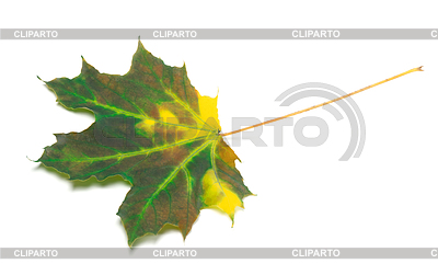 Multicolor maple leaf | High resolution stock photo |ID 4226051