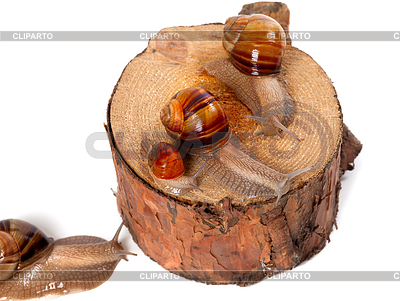 Snails on pine-tree stump | High resolution stock photo |ID 4393422