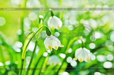 White Spring snowdrops, | High resolution stock photo |ID 4108357