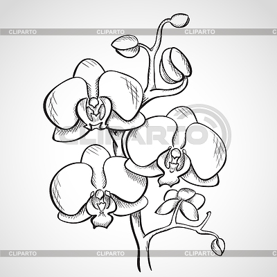 Ramificación de la orquídea Sketch | Ilustración de alta resolución |ID 4235099