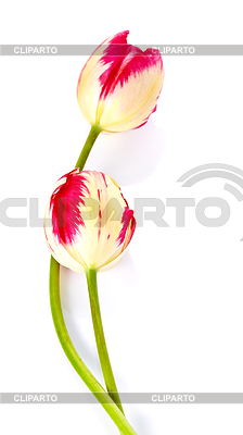 Zwei Tulpen | Foto mit hoher Auflösung |ID 4094456