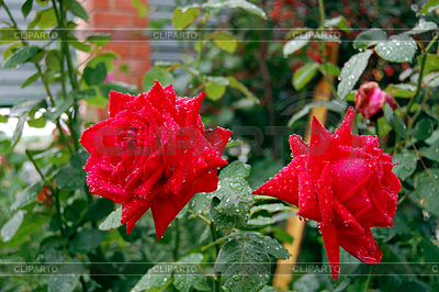 Las rosas son rojas dos | Foto de alta resolución |ID 5805187