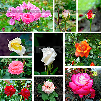 Roses diferente conjunto de imágenes | Foto de alta resolución |ID 5996686