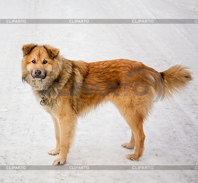 Red Dog | Фото большого размера |ID 4090492