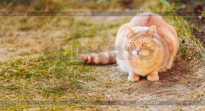 Red Katze auf grünem Gras Frühjahr sitzen | Foto mit hoher Auflösung |ID 4295225