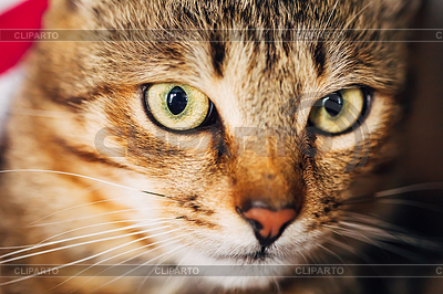 Portrait Tabby Male Kitten Cat | High resolution stock photo |ID 4411437