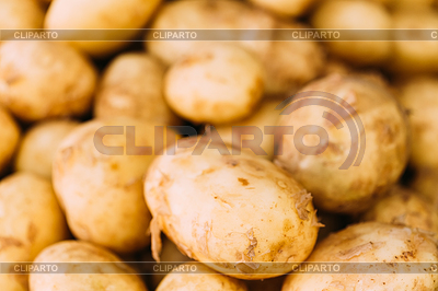 Patatas frescas Orgánica joven primas para vender A | Foto de alta resolución |ID 4427914