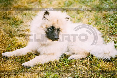 Gray Keeshound, Keeshond, perro Keeshonden (alemán | Foto de alta resolución |ID 4594275
