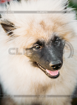 Gray Keeshound, Keeshond, perro Keeshonden (alemán | Foto de alta resolución |ID 4675134