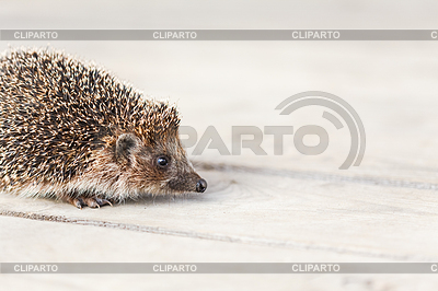 Небольшой смешной Hedgehog на деревянный пол | Фото большого размера |ID 4704209