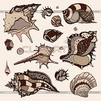 Conchas de mar establecidos | Ilustración vectorial de stock |ID 4322393