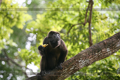 Ateles geoffroyi vellerosus Spider Monkey в | Фото большого размера |ID 4299624