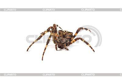Spider | High resolution stock photo |ID 4263057