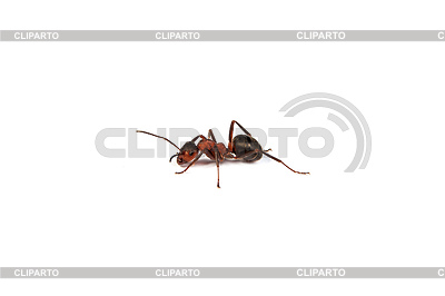 Hormiga | Foto de alta resolución |ID 4263059