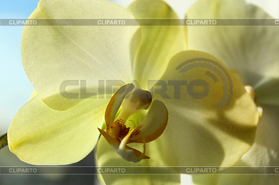 Flower of blossoming yellow orchid | High resolution stock photo |ID 4294317