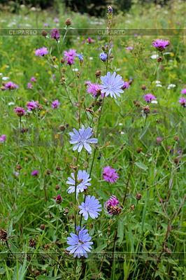 Flores azules del Cichorium | Foto de alta resolución |ID 4323396