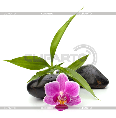 Spa-und Gesundheitskonzept. Orchidee und Steine | Foto mit hoher Auflösung |ID 3850584
