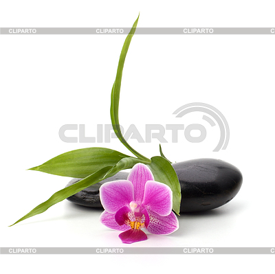 Spa-und Gesundheitskonzept. Orchidee und Steine | Foto mit hoher Auflösung |ID 3851455