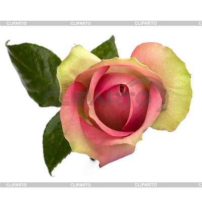 Rose | High resolution stock photo |ID 3858985