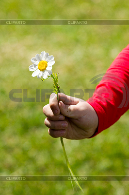 Child holding daisy in his hand | High resolution stock photo |ID 4364704
