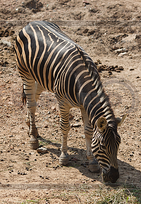Zebra Eating | High resolution stock photo |ID 4008083