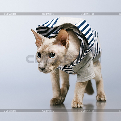 Gato de Peterbald en Hoody | Foto de alta resolución |ID 4016102