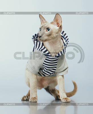 Gato de Peterbald en Hoody | Foto de alta resolución |ID 4068044