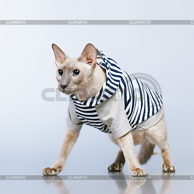 Peterbald Cat in Hoody | Foto mit hoher Auflösung |ID 4068224
