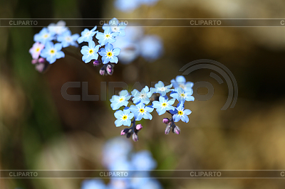 Forget Me Not | Foto de alta resolución |ID 4227117