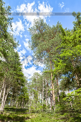 Trees under blue sky | High resolution stock photo |ID 4324714