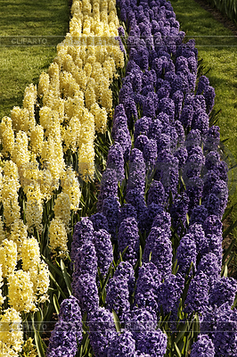 Orientalis Hyacinthus, jacintos jardín en primavera | Foto de alta resolución |ID 4143976