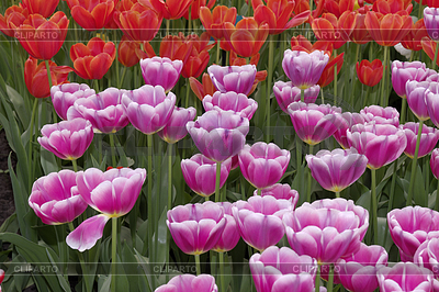 Tulpenblüten im Frühling, Niederlande - Pink tulip  | High resolution stock photo |ID 4144251
