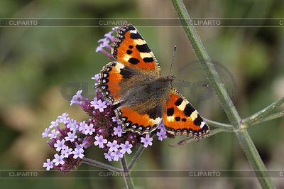 Nymphalis urticae (Aglais urticae), Kleiner Fuchs | Foto de alta resolución |ID 4144364