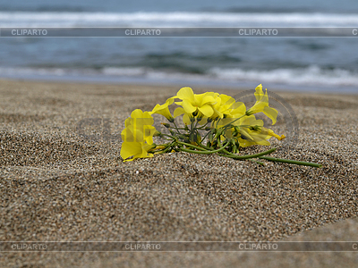 San Priamo, Spiaggia di Colostrai, Strand im | Foto de alta resolución |ID 4152466