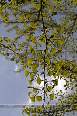 Ginkgo biloba, Ginkgobaum | Foto de alta resolución |ID 4153854