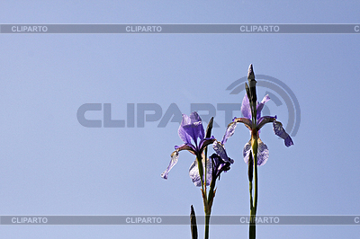 Iris sibirica, Sibirische Schwertlilie (Sibirian | Foto de alta resolución |ID 4153876