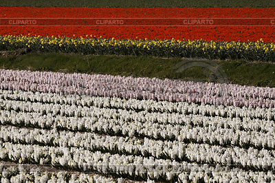 Blumenfeld mit Gartenhyazinthen, Hyacinthus | High resolution stock photo |ID 4154945