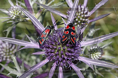Zygaena carniolica, Esparetten-Widderchen | High resolution stock photo |ID 4155136