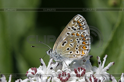 Polyommatus, Bläuling | Фото большого размера |ID 4155174