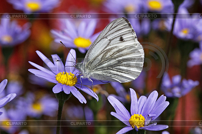 Pieris Napi, Rapsweißling auf Felicia amelloides | Foto de alta resolución |ID 4155523
