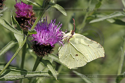 Zitronenfalter (Gonepteryx rhamni) beim Blütenbesuch | Foto mit hoher Auflösung |ID 4156021