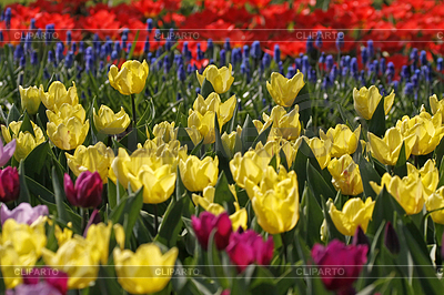 Tulpenbeet | Фото большого размера |ID 4156741