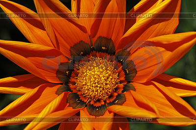 Gazania-Hybride, Gazanie, Mittagsgold | Фото большого размера |ID 4156881