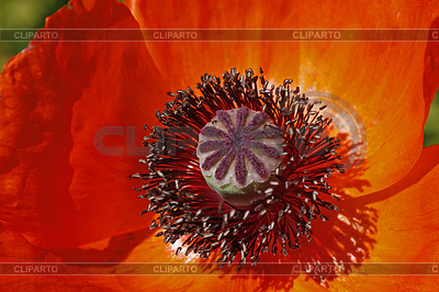 Papaver Восточная, Orientalischer Моне, Türkischer | Фото большого размера |ID 4158662