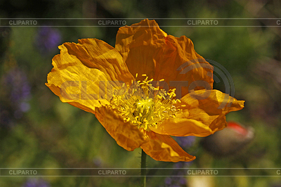 Papaver, Гельбер Mohn | Фото большого размера |ID 4158682